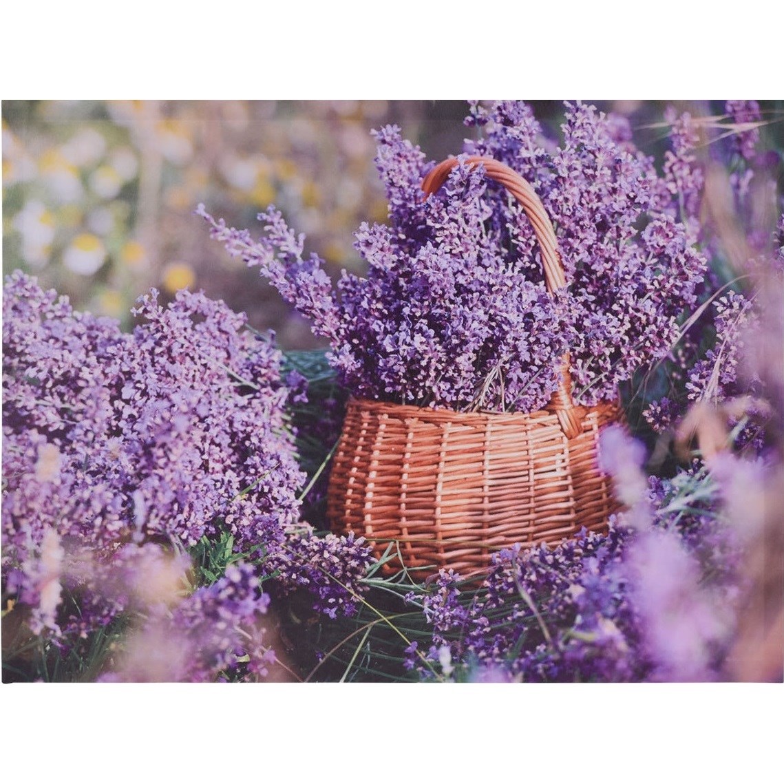 Obraz na plátne Orléans Lavender, 78 x 58,5 cm