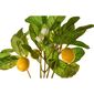 Umelý Mini citrónovník s plodmi, 30 cm
