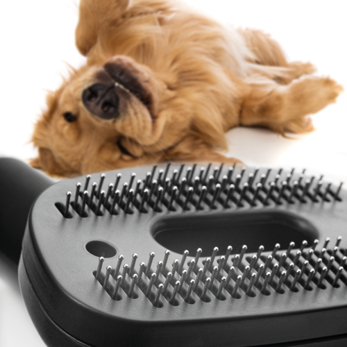 Concept VP5240n porzsák nélküli porszívó 4ARADICAL Pet Expert, 800 W