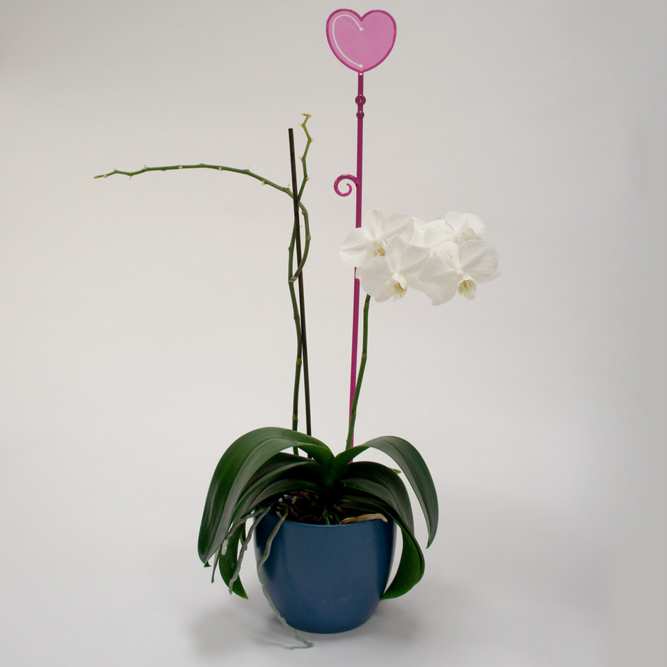 Tyčka k orchideji srdce, priesvitná fialová, 2 ks, Plastia