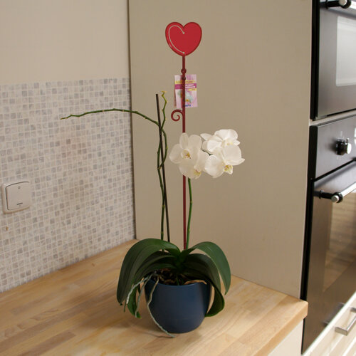 Plastia Tyčka k orchideji Srdce červená, 60 cm