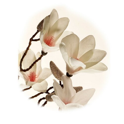 Gałązka magnolii biała 70 cm wys. 9 kwiatów ipąków