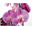 Fototapeta Orchidej 254 x 360 cm