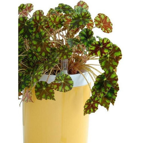 Samozavlažovací kvetináč Calimera B1, biela a žltá