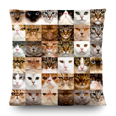 Polštářek Cats, 45 x 45 cm