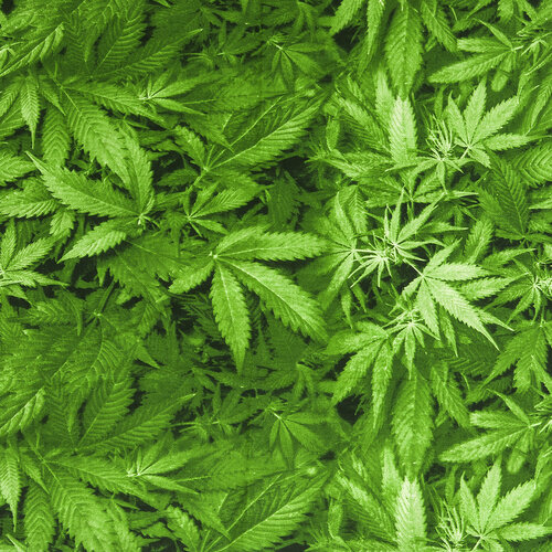 Prześcieradło Aromatica 140 x 240 cm