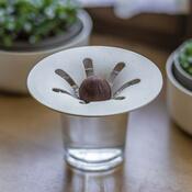 Plastia Avocado Schale, Elfenbein mit Kaffeesatz