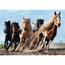 Trefl Puzzle Galoppierende Pferde, 1000 Teile