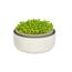 Plastia Microgreens, Elfenbein mit Kaffeesatz