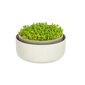 Plastia Microgreens ємність  для вирощування  мікрозелені, слонова кістка  з кавовою гущею