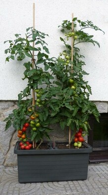 Selbstbewässernde Pflanztruhe Berberis DUO,  Anthrazit