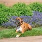 PetSafe® Zgardă electronică anti lătrat 300m ,spray, reîncărcabilă