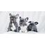 Prosop Jerry Fabrics French Bulldogs, 70 x 140 cm