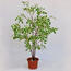 Sztuczne drzewko fikus drobnolistny 120 cm