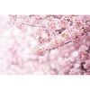 Wallpaper foto XXL Sakura 360 x 254 cm , 4 părți