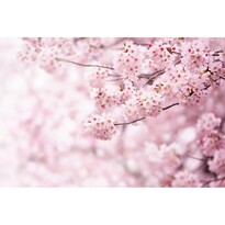 Vliesová fototapeta XXL Sakura 360 x 254 cm, 4 díly