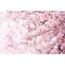 Sakura XXL fotó háttérkép 360 x 254 cm, 4 rész