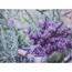 Amiens Lavender vászonkép,  78 x 58,5 cm