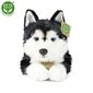 Rappa Plüss husky kutya, 36 cm ECO-FRIENDLY