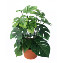 Monstera művirág cserépben, 27 cm