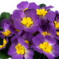 Штучна квітка Примула фіолетова, 24 см