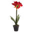 Umělá květina amarilis červeno-zelená