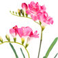 Művirág Freesia rózsaszín, 57 cm