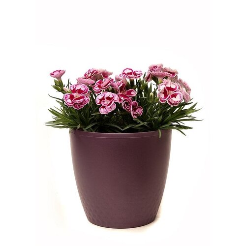 Plastia Plastična posoda za cvet Perla 16 cm,rdeča