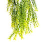 Asparagus artificial agățător, 75 cm
