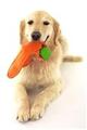 Preťahovacia hračka pre psov - uši REBEL DOG, oranžová