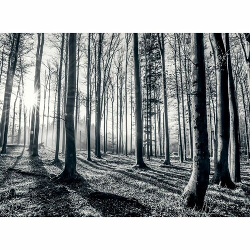 Fototapeta Black Forest, 232 x 315 cm