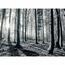 Fototapeta Black Forest, 232 x 315 cm