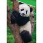 Pościel bawełniana Miś Panda, 140 x 200 cm, 70 x 90 cm
