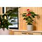 Gardenico Lonec za rože Lora siva, premer 22 cm