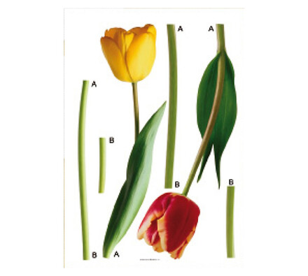Samolepící dekorace Tulipány