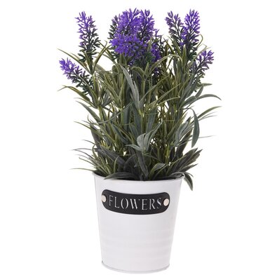 Lavendel im Topf, Lila, 28 cm