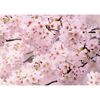 Fotó tapéta Sakura 180 x 127 cm, 1 rész