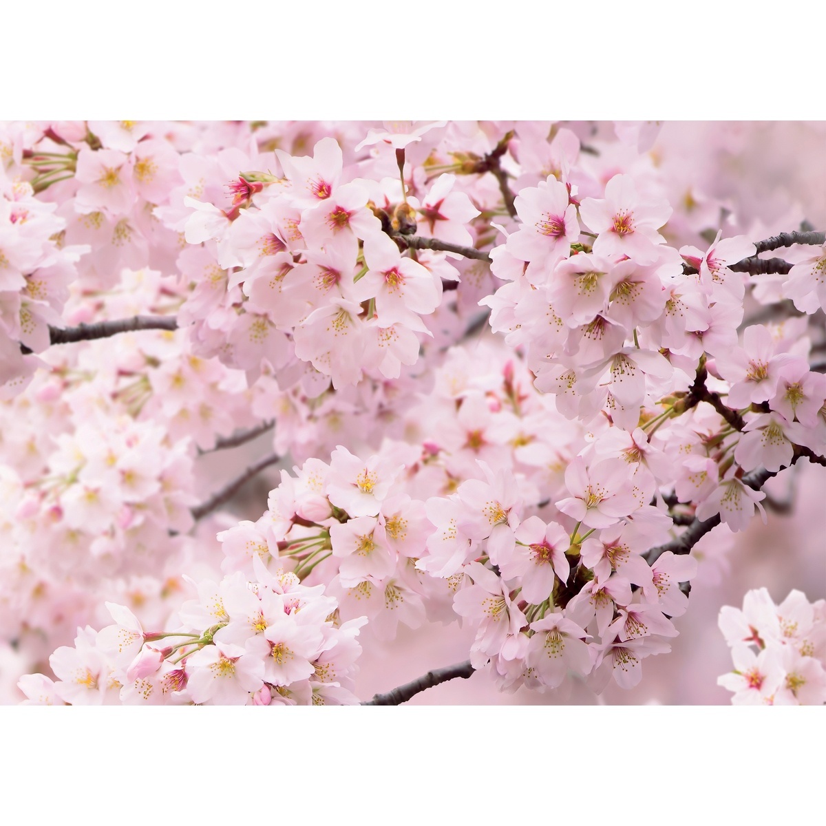 Fotó tapéta Sakura 180 x 127 cm, 1 rész