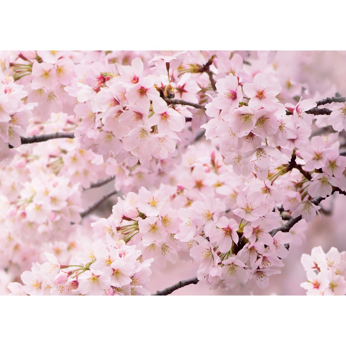 Fototapeta Sakura 180 x 127 cm, 1 díl