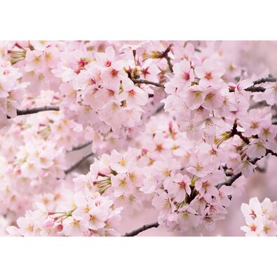 Fotó tapéta Sakura 180 x 127 cm, 1 rész
