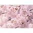 Fotó tapéta Sakura 180 x 127 cm, 1 rész
