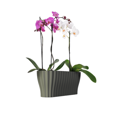 Cvetlični korit Triola prosojna zelena