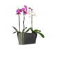 Triola virágláda, áttetsző, zöld