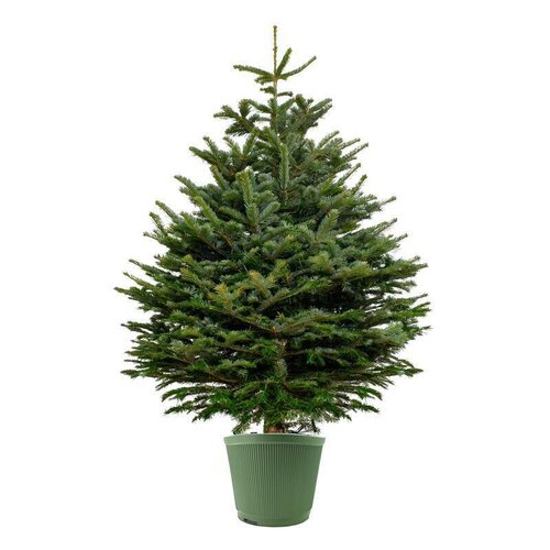Suport pentru brad de Crăciun 10 l, verde