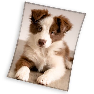 Mikroplyšová deka Štěně Border Kolie , 150 x 200cm