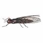 Metalowa dekoracja ogrodowa Fly, 36 x 28 x 9 cm