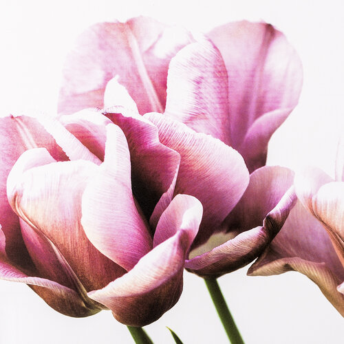 Tulipán alátétek  28 x 43 cm, 4 db-os szett
