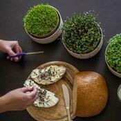 Plastia microgreens csíráztató edény, elefántcsont kávézaccal
