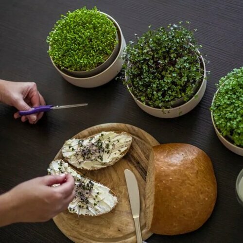 Plastia Microgreens, fildeșgerminare