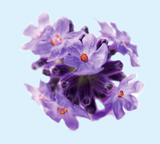 Kulki na mole biały